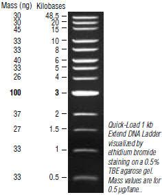 Quick-Load® 1 kb Extend DNA Ladder | NEB