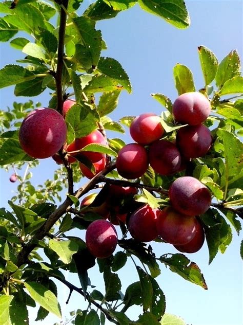 Free picture: organic, Gemini, plum, fruit, tree