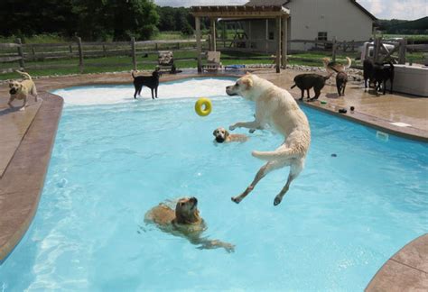 Dog Pool Party Or As I Like To Call It, This Is What Happiness Looks Like