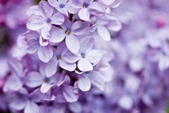 Learn the Beautiful Meaning of Lilac & Its Symbolism | LoveToKnow