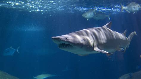 Great White Shark Aquarium