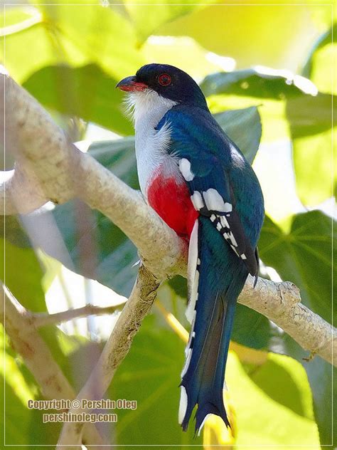 Splendid Cosmos: “Cuban Trogon” World’s Most Fascinating Colorful Bird