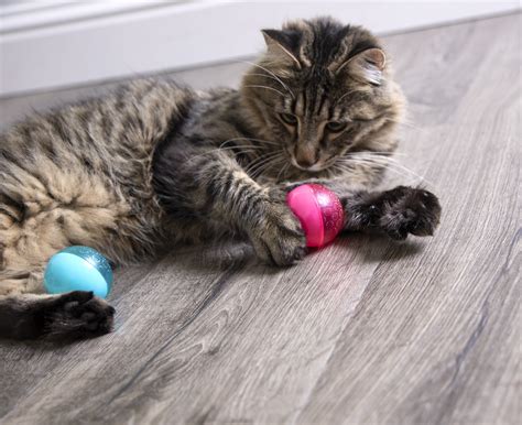 22+ Cat Toys