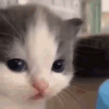 Softnte Confused Cat GIF - SOFTNTE Confused Cat - Discover & Share GIFs