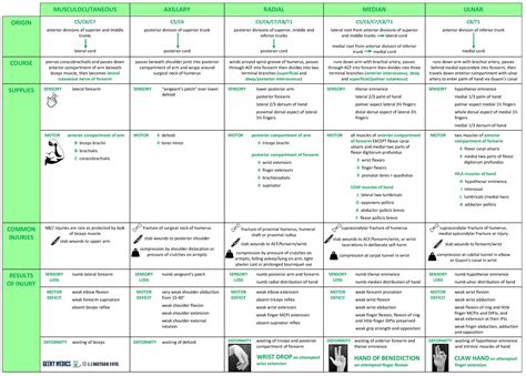 Anatomy - Nerve Supply to the Upper Limb | Geeky Medics