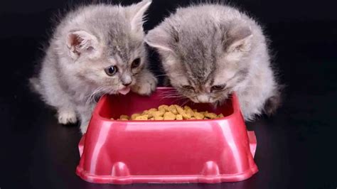 Can 2 Month Old Kittens Eat Dry Food? | Top Kitten Dry Brands