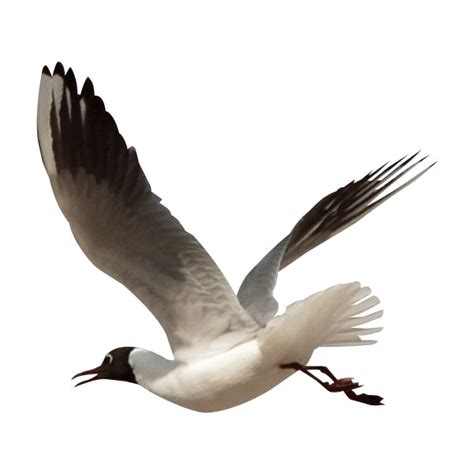 Ocean Birds PNG Image High Quality Transparent HQ PNG Download | FreePNGImg