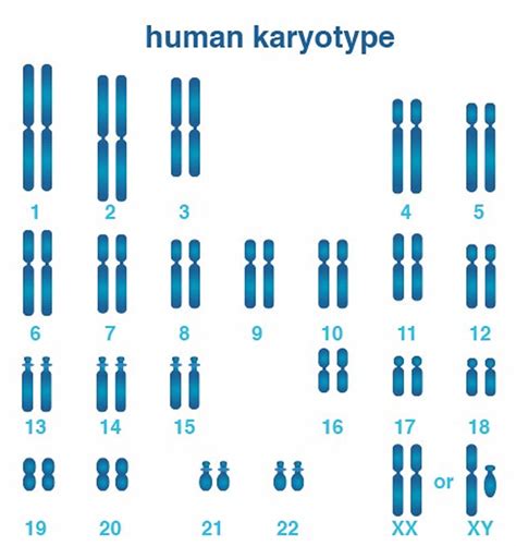 X chromosome, X chromosome function & X chromosome disorders