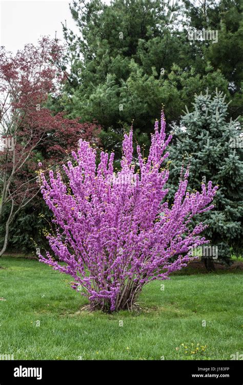 Spring Flowering Redbud tree, New Jersey, USA, pt Stock Photo - Alamy