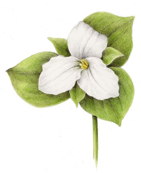 Wild Flowers — Botanical Artist & Illustrator, Learn to draw Art Books, Art Supplies, Workshops ...