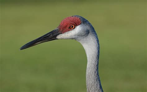 Greater Sandhill Cranes in Washington - eBird Pacific Northwest