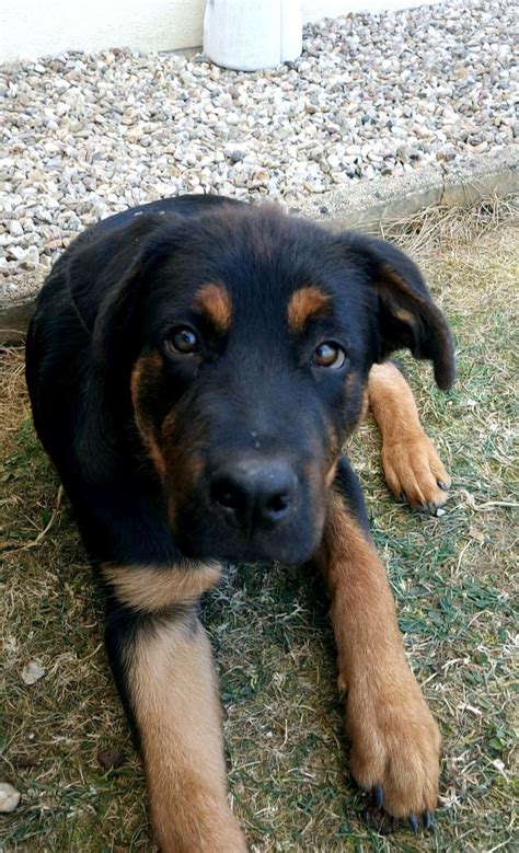 Rottweiler croisé malinois ️ | Rottweiler, Chien, Malinois