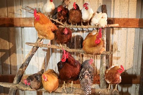 Chicken Roost Designs | Two Simple DIY Ladder Perch Ideas