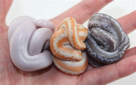 Albino Whitewater | Rosy Boa Morphs