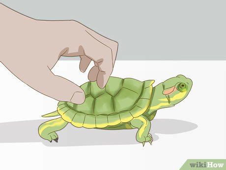 How to Care for a Red Eared Slider Turtle (with Pictures)