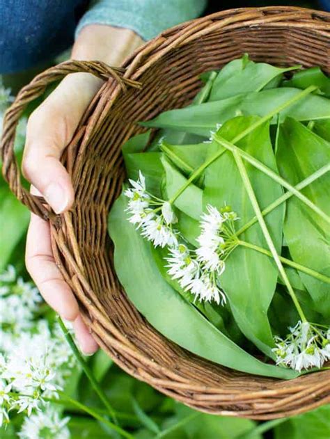 Flavorful Foraging: Exploring the World of Edible Plants