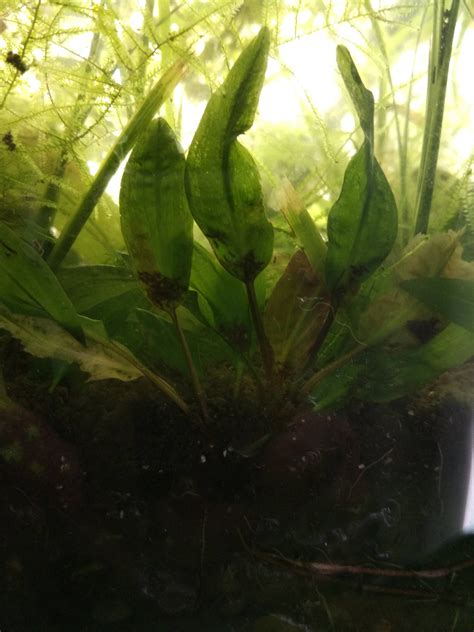 identification - What's this green small leaf aquarium plant? - Gardening & Landscaping Stack ...