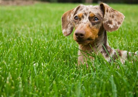 Dachshund coat colors - from common to extremely rare!