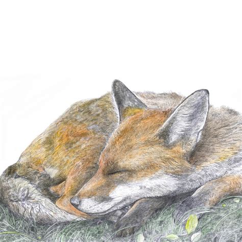 Sleeping Fox Drawing