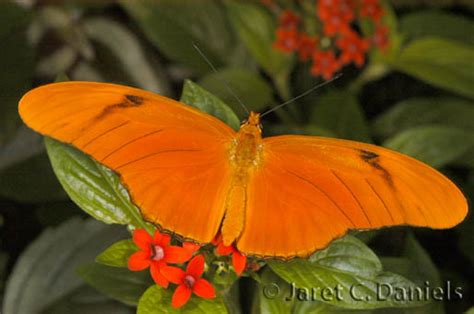 Julia – Florida's Wildflowers & Butterflies