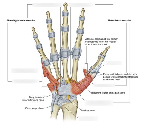 Thenar and Hypothenar Muscles Diagram Diagram | Quizlet