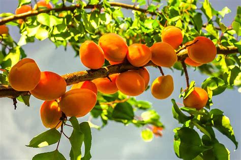 How to Grow and Care for Apricot Trees | Gardener’s Path