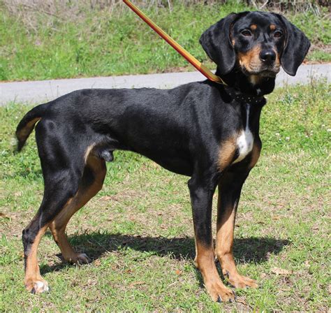 Dog for Adoption - Toby Keith 39286, a Black and Tan Coonhound in Goodwater, AL | Alpha Paw