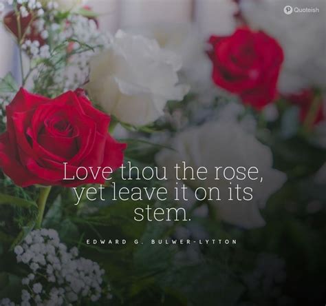 35+ Rose Quotes And Sayings