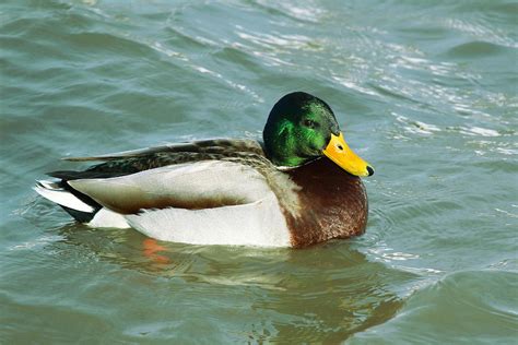 Mallard Duck Swimming Photograph by Artistic Photos