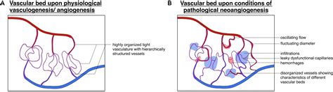 Frontiers | Vascular Heterogeneity With a Special Focus on the Hepatic Microenvironment