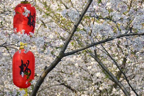 Wuhan's East Lake Cherry Blossom Park 东湖樱花园