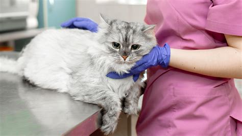 Me-OW: The 7 Most-Common Treatments for Cat Arthritis - GoodRx