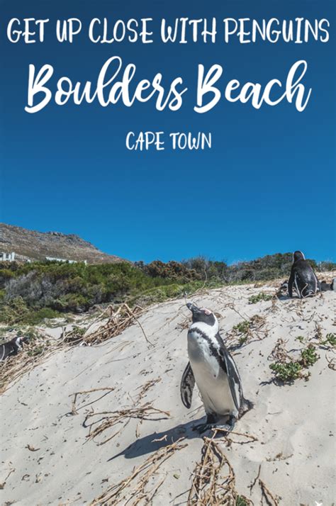 Get up close with the penguins at Boulders Beach in 2020 | Boulder beach, Bouldering, Beach