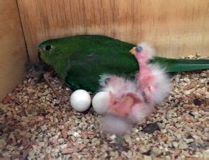 Adelaide Zoo celebrates the Orange-bellied Parrot breeding success