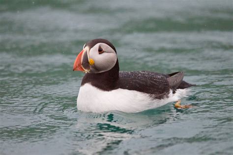 Free Photo: Single Puffin Swim in the Water