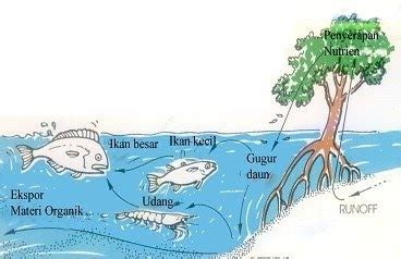 EKONOMI SUMBERDAYA: INTERAKSI MANGROVE DAN SUMBERDAYA IKAN