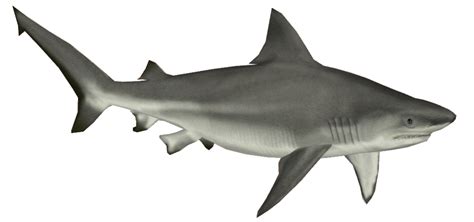 Shark PNG