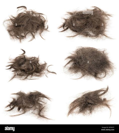 Tuft hair hi-res stock photography and images - Alamy