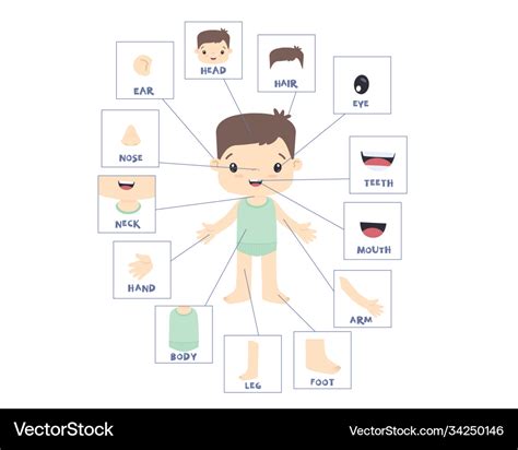 Boy human external body parts anatomy Royalty Free Vector