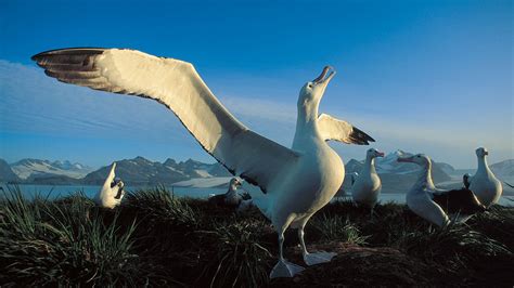 Great Albatross