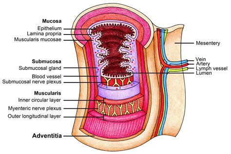 The Human Esophagus - Functions and Anatomy and Problems