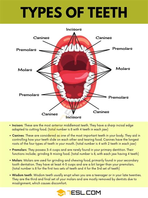 Teeth Names and Types of Teeth in English with Pictures • 7ESL