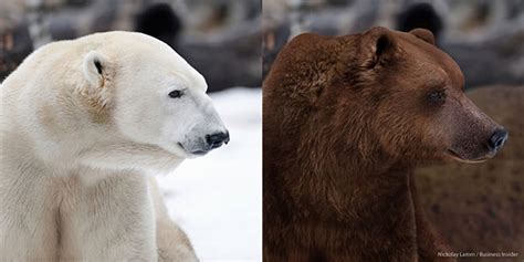 Role of natural selection - Polar Bear