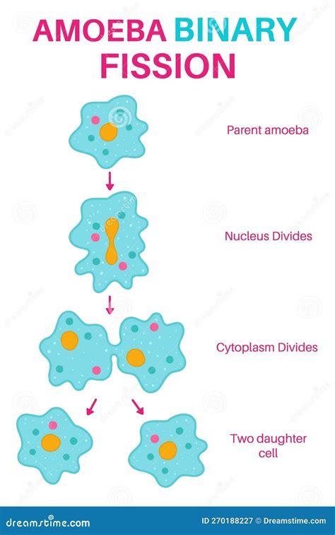 Binary Fission in Amoeba. stock vector. Illustration of binary - 270188227