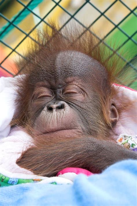 Baby Orangutan Stock Images - Image: 1544694