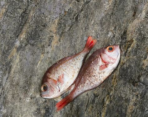 Red Sea Bream Stock Photos, Images and Backgrounds for Free Download