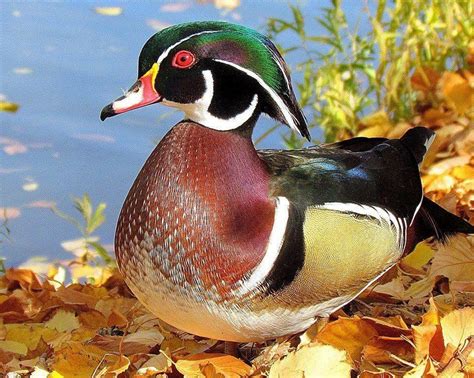 Male Wood Duck in breeding colors, in Colorado, USA, by Deanna Gubler ...