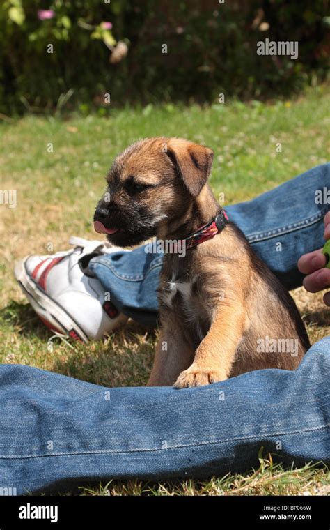 Wheaten terrier puppy hi-res stock photography and images - Alamy