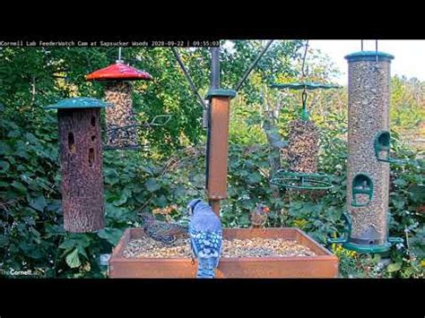 Cornell FeederWatch Cam | Cornell Lab Bird Cams Cornell Lab Bird Cams