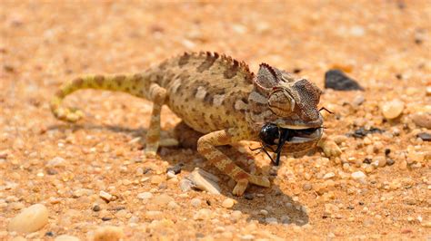 Images Gratuites : paysage, la nature, le sable, désert, sec, faune, Afrique, reptile, Fermer ...